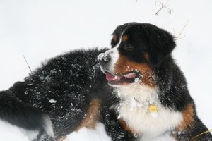 1545579_480033695450084_1949576032_n