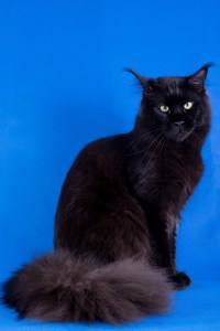 shutterstock_179578934